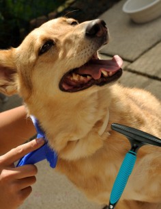 Cepillo Mascota Barbero Fur-Out. 2