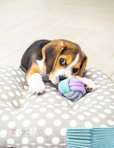 Adiestramiento cachorros 10 unidades